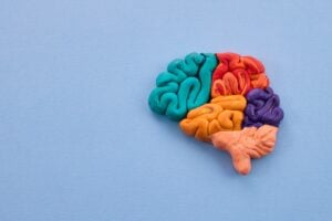 Colorful Clay Brain Model on Light Blue